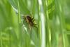 Dolomedes sp.